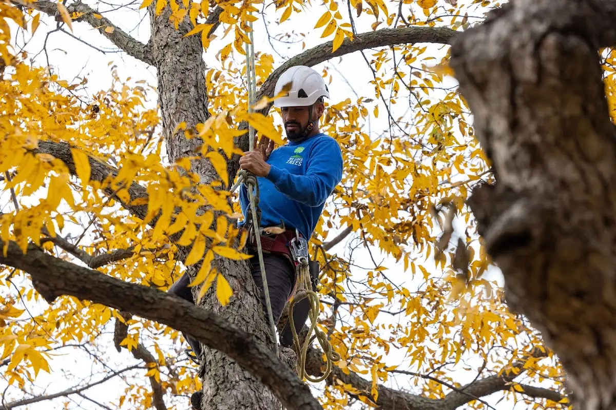 Skilled Tree Pruning crew working in Uniondale
